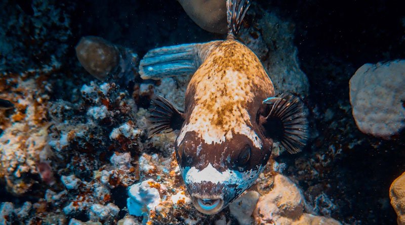 There’s more to puffer fish than that goofy spiked balloon