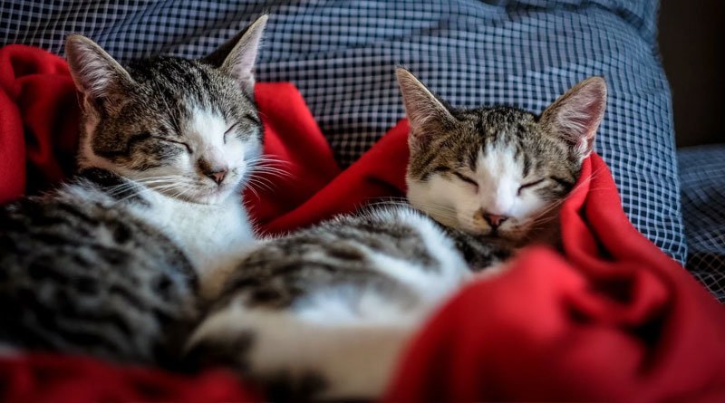 Cats may have ‘attachment styles’ that mirror people’s