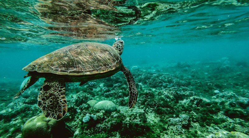 Giant tortoise who helped save species retires in Galapagos Islands