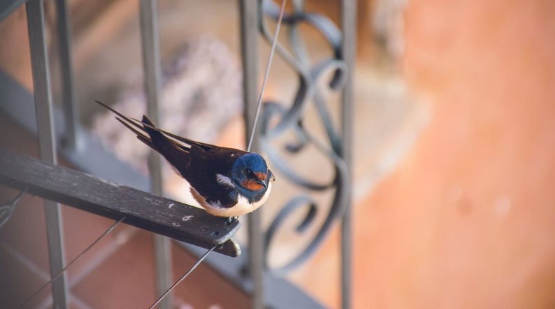 Las Vegas bird rescuer still searching for pigeons wearing cowboy hats