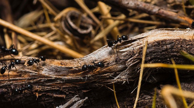 Flipping a molecular switch can turn warrior ants into foragers