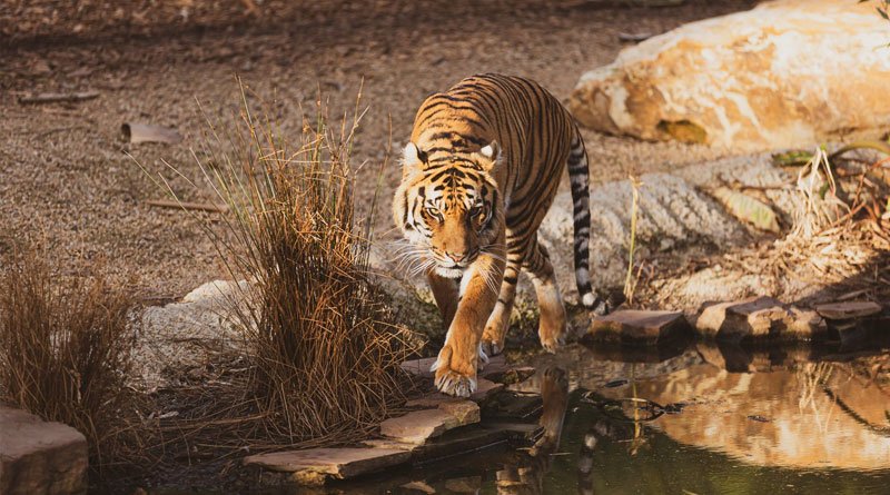 South America: wild animals at risk of ‘genetic pollution’