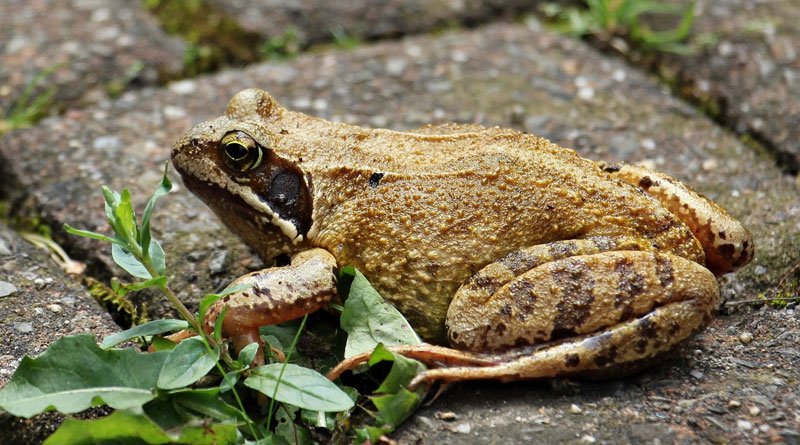 Translucent frogs seen for first time in 18 years