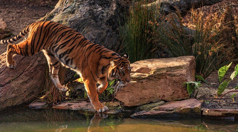 The tiger ‘gift’ that horrified Polish rescuers